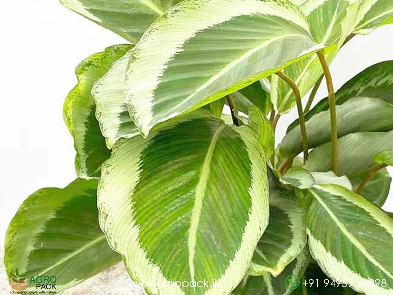 Brazilian-Pink-Star-Calathea4