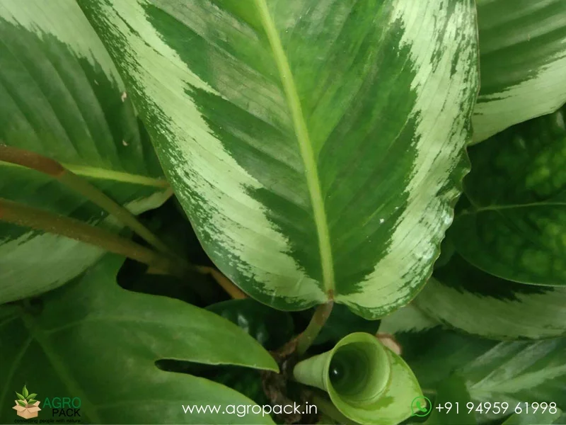 Brazilian-Pink-Star-Calathea6