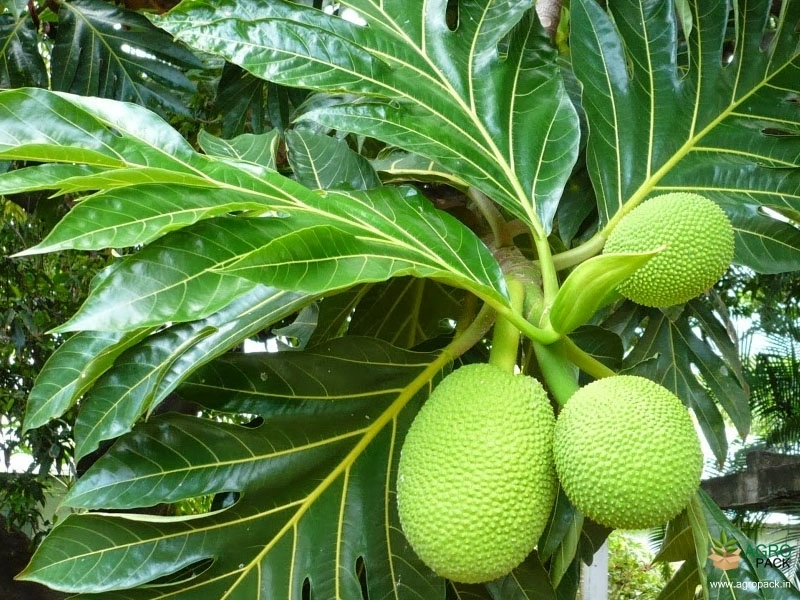 Bread-Fruit2