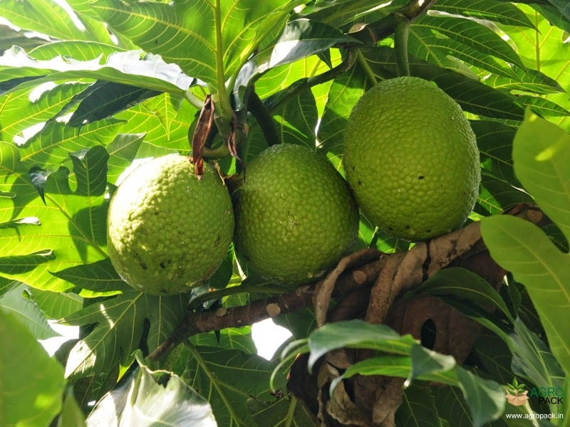Bread-Fruit3