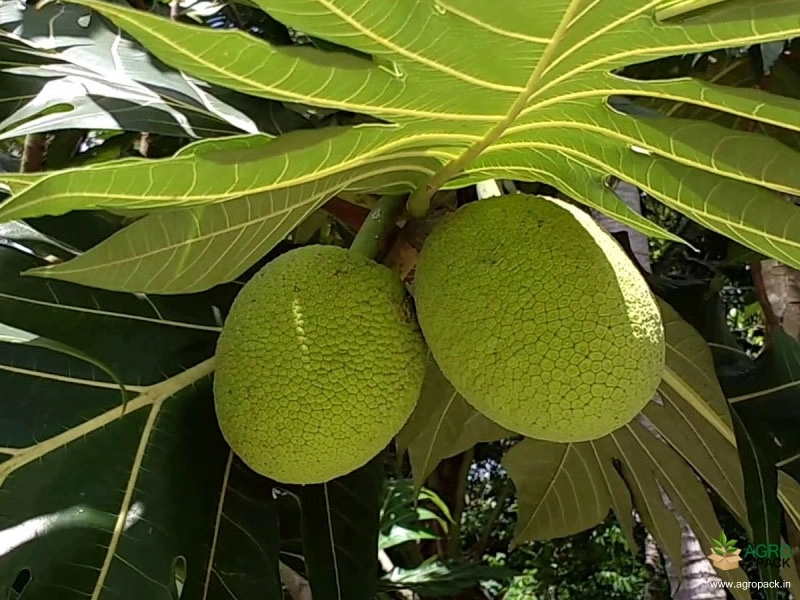 Bread-Fruit4