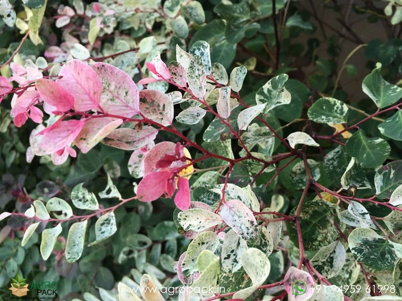 Breynia-Disticha-Roseopicta-Snowbush1