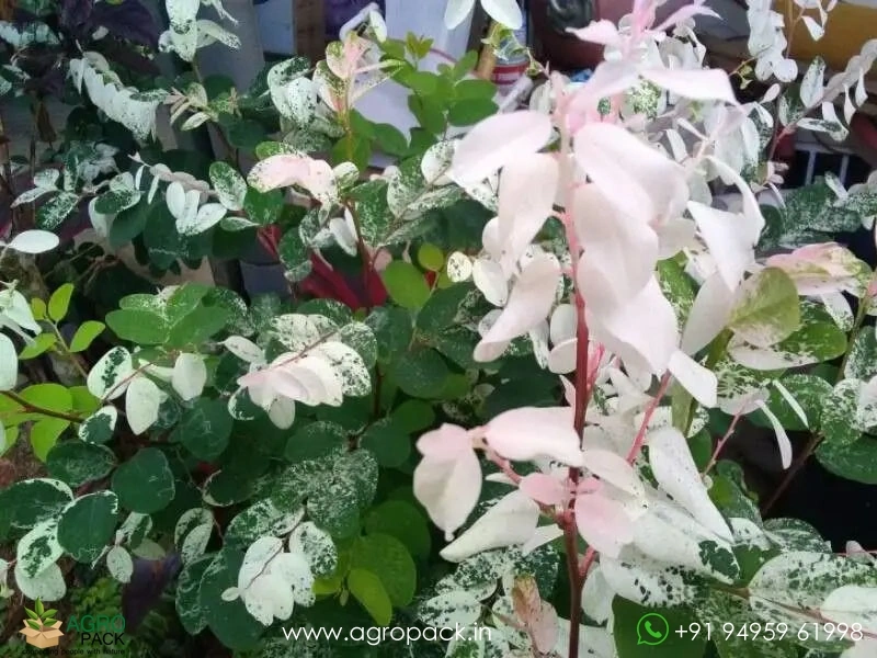 Breynia-Disticha-Roseopicta-Snowbush4