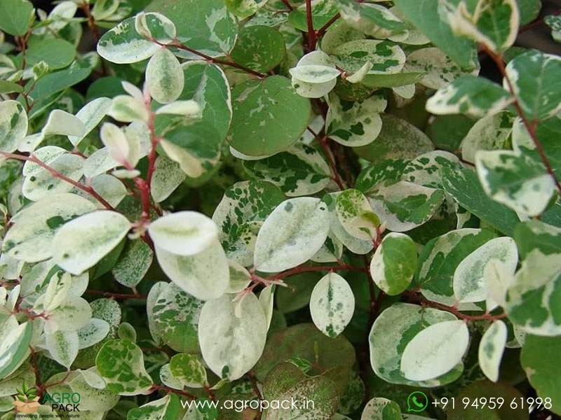 Breynia-Disticha-Roseopicta-Snowbush5