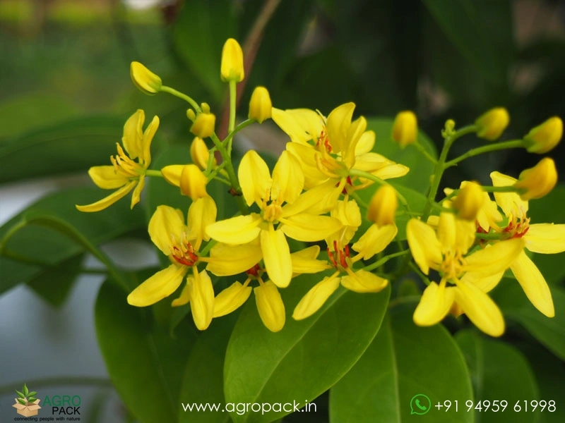 Bridal-Boquet-Yellow2