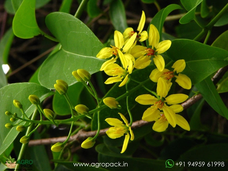 Bridal-Boquet-Yellow3
