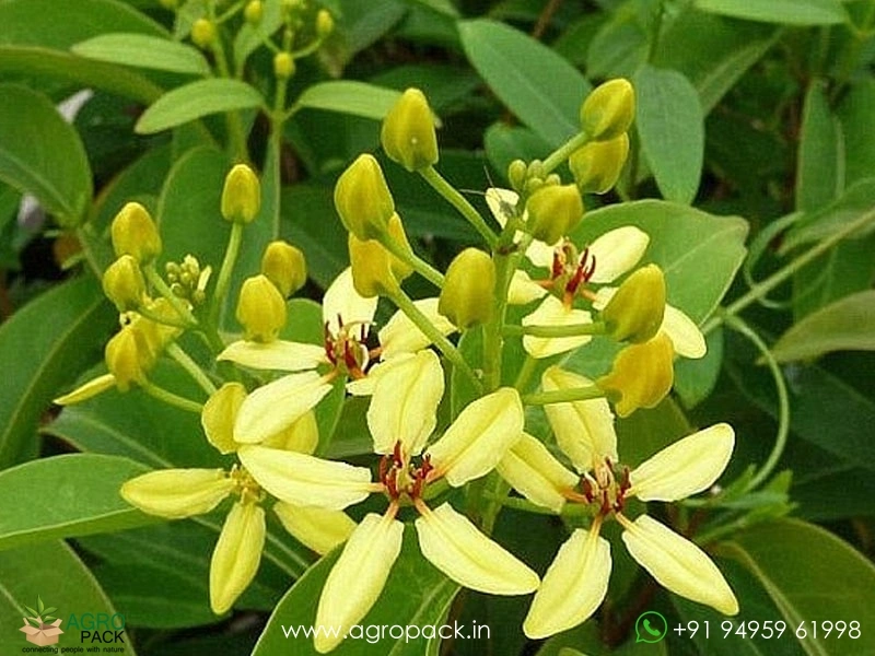 Bridal-Boquet-Yellow4