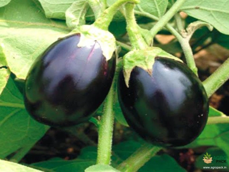 Brinjal3