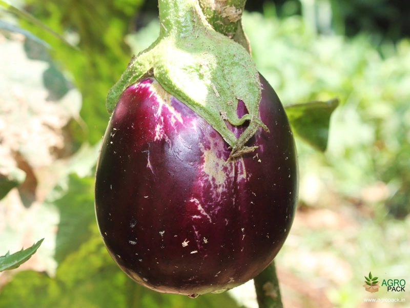 Brinjal4