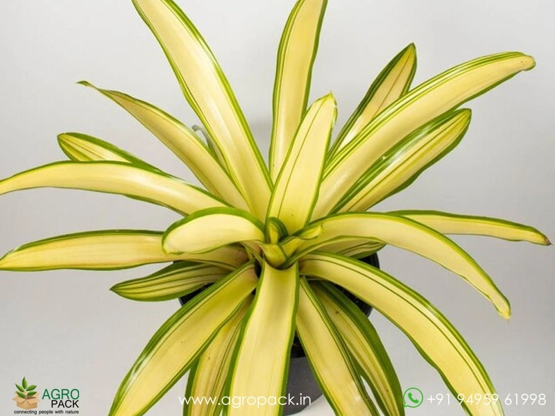 Bromeliad-Neoregelia-Ardie1