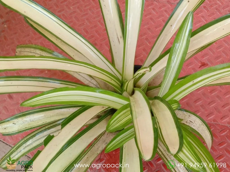 Bromeliad-Neoregelia-Ardie2