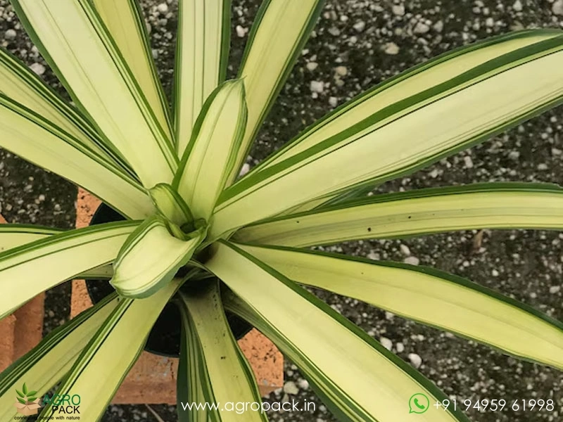 Bromeliad-Neoregelia-Ardie3