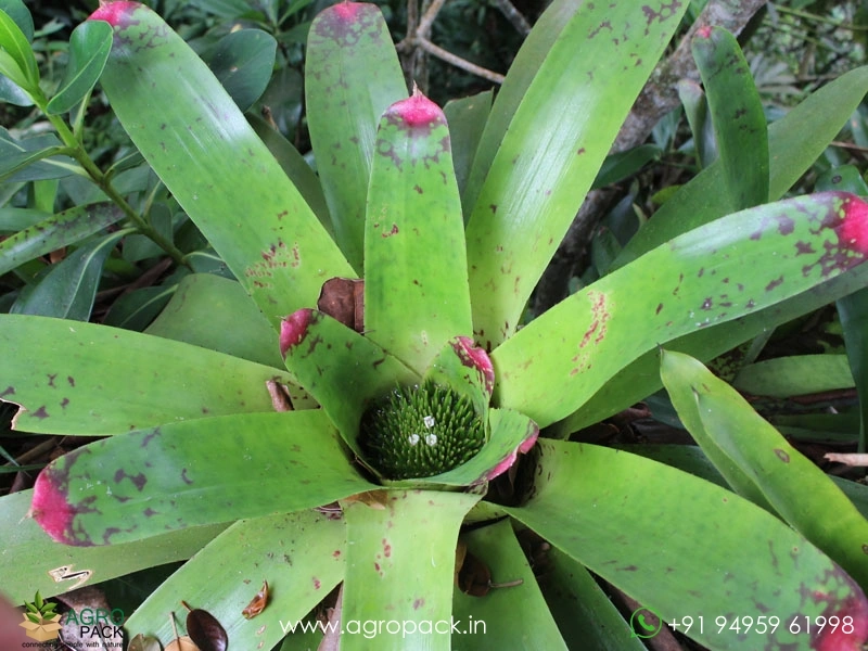 Bromeliad-Neoregelia-Johannis1