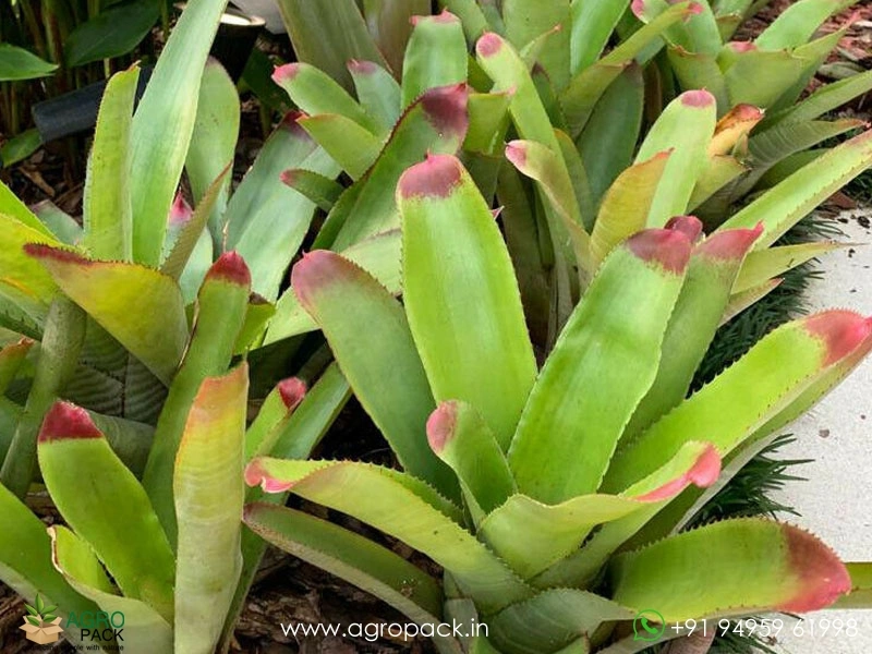 Bromeliad-Neoregelia-Johannis2