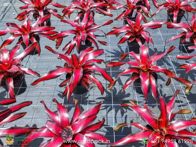 Bromeliad-Pimienta3