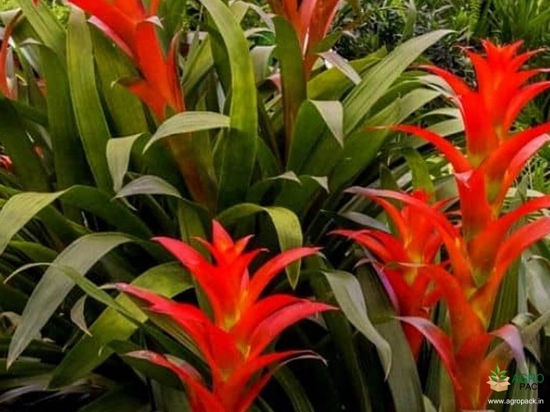 Bromeliad-Plant1