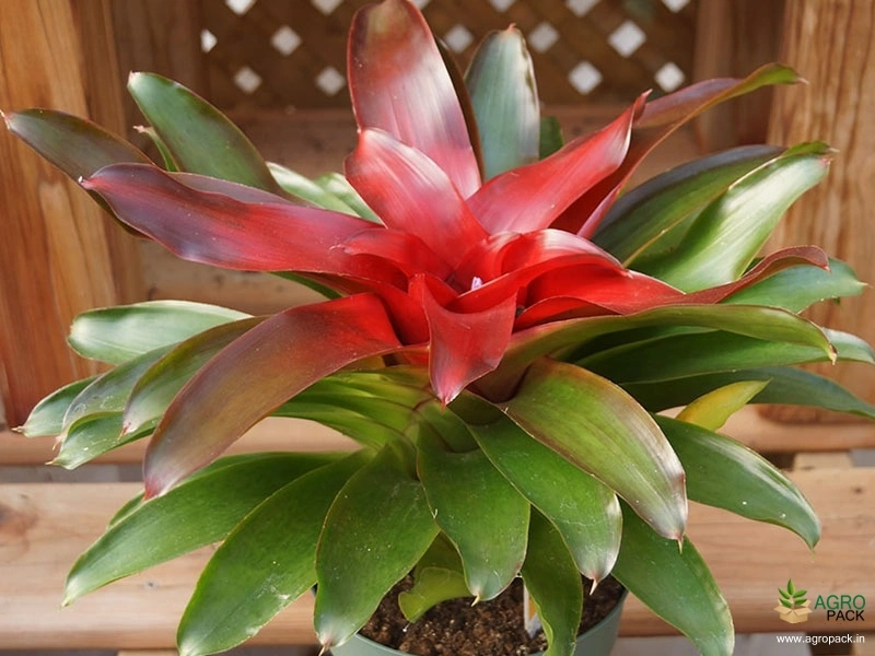 Bromeliad-Plant3
