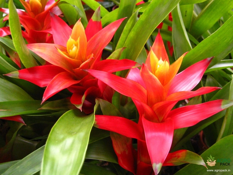 Bromeliad-Plant4