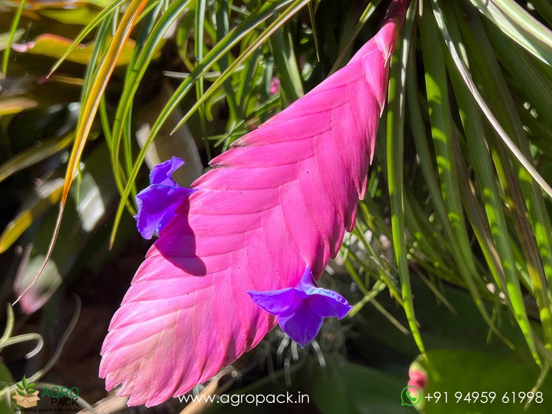 Bromeliad-Tillandsia-Cyanea1