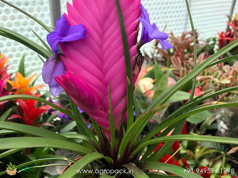 Bromeliad-Tillandsia-Cyanea2