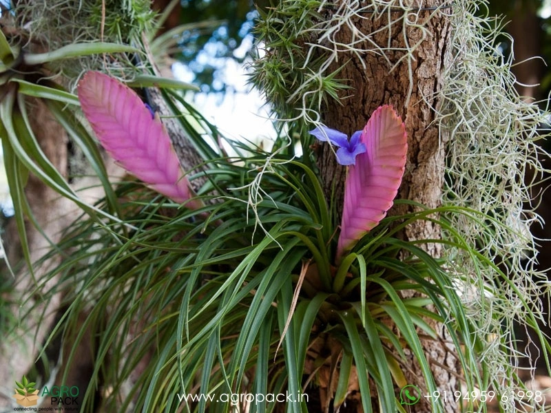 Bromeliad Tillandsia Cyanea Plant For Sale In India | Online plant nursery