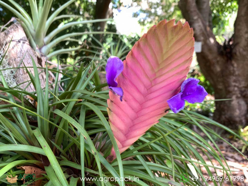 Bromeliad-Tillandsia-Cyanea4