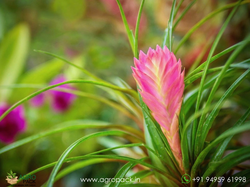 Bromeliad-Tillandsia-Cyanea7