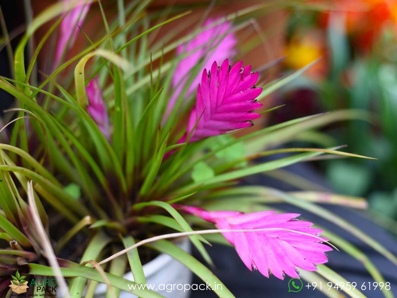 Bromeliad-Tillandsia-Cyanea8