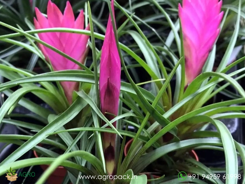 Bromeliad-Tillandsia-Cyanea9