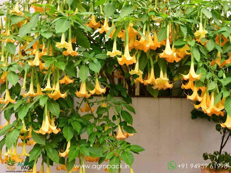 Brugmansia-suaveolens--Angel-Trumpet1
