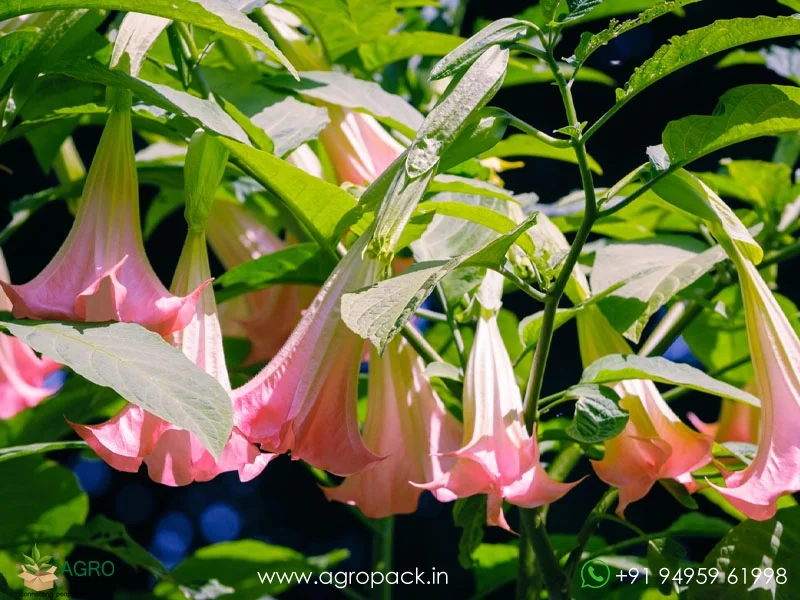 Brugmansia-suaveolens--Angel-Trumpet2