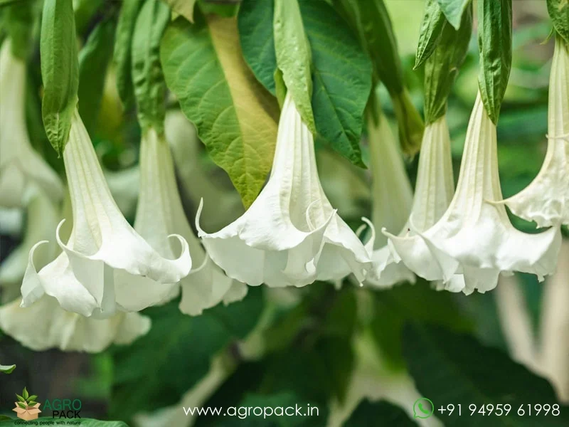 Brugmansia-suaveolens--Angel-Trumpet3