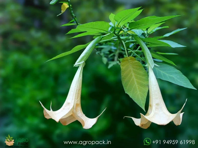 Brugmansia-suaveolens--Angel-Trumpet6