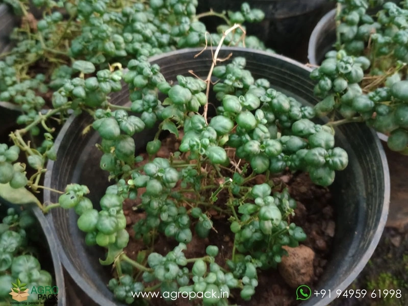 Bubble-Plant4