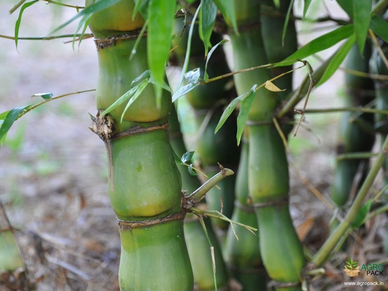 Buddha-Bamboo1