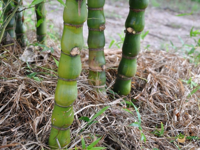 Buddha-Bamboo2