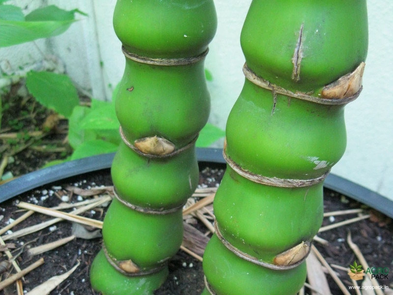 Buddha-Bamboo4