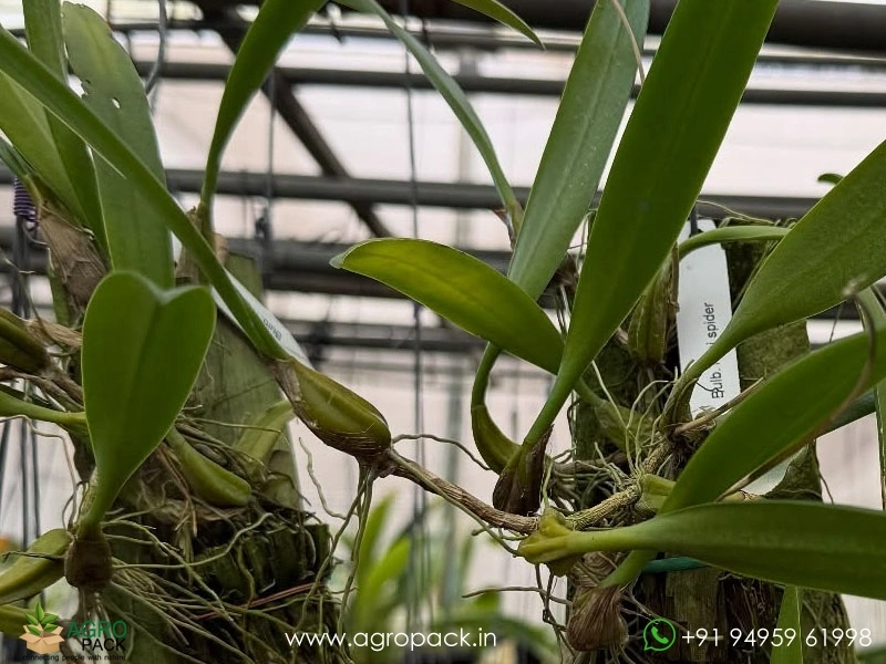 Bulbophyllum-Thai-Spider1
