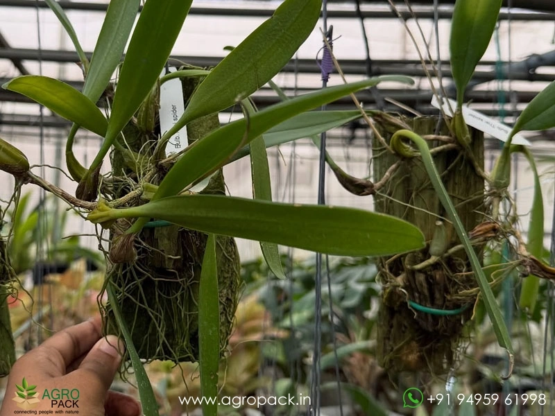 Bulbophyllum-Thai-Spider2
