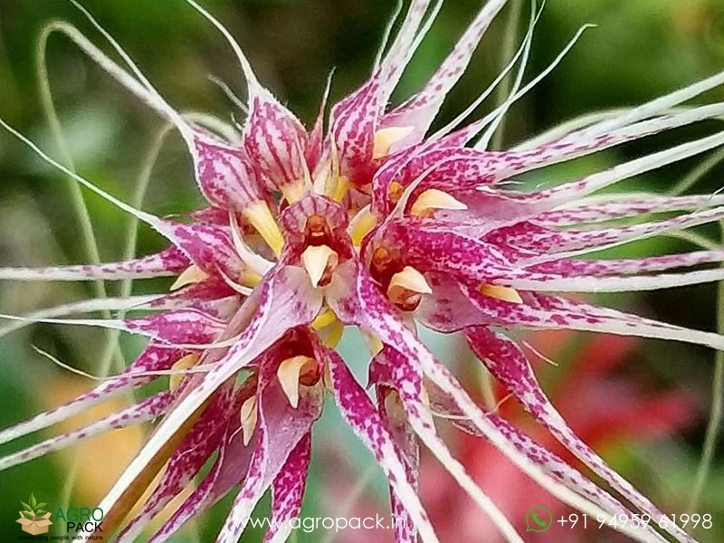 Bulbophyllum-Thai-Spider3