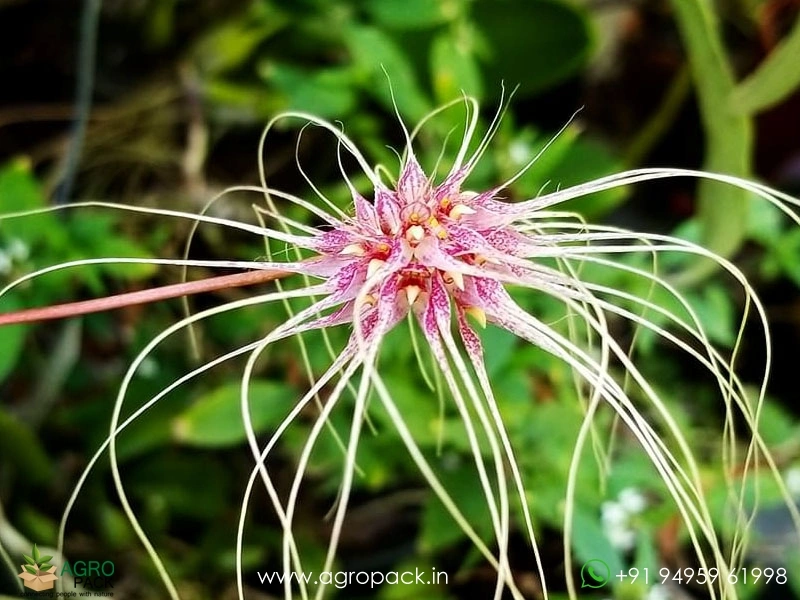 Bulbophyllum-Thai-Spider4