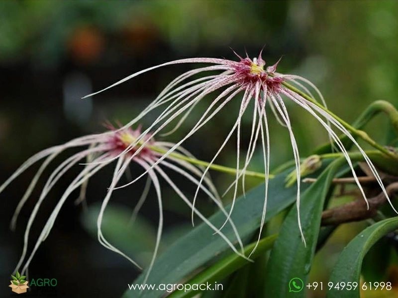 Bulbophyllum-Thai-Spider5