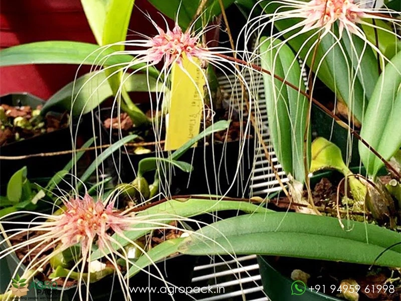 Bulbophyllum-Thai-Spider6