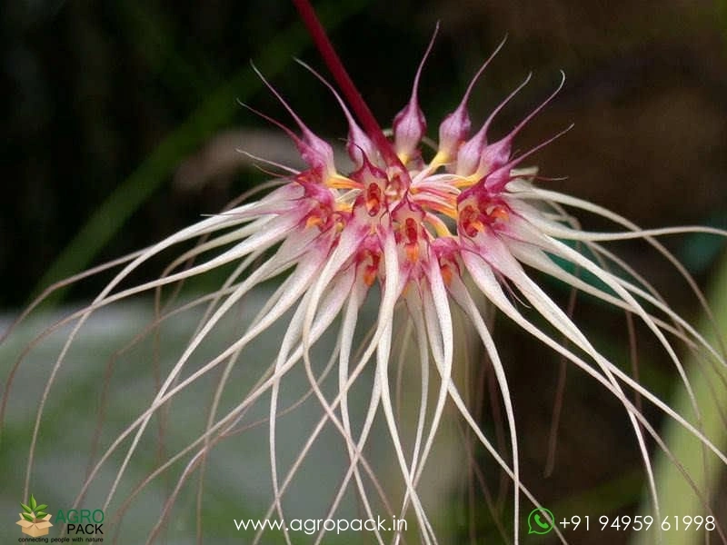 Bulbophyllum-Thai-Spider7