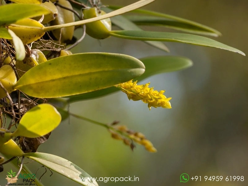 Bulbophyllum-neilgherrense-Wight3