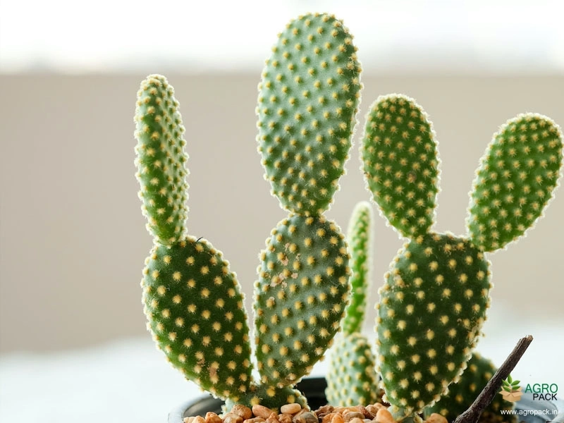 Bunny-Ears-Cactus2