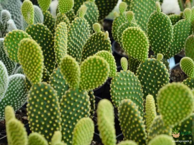 Bunny-Ears-Cactus4