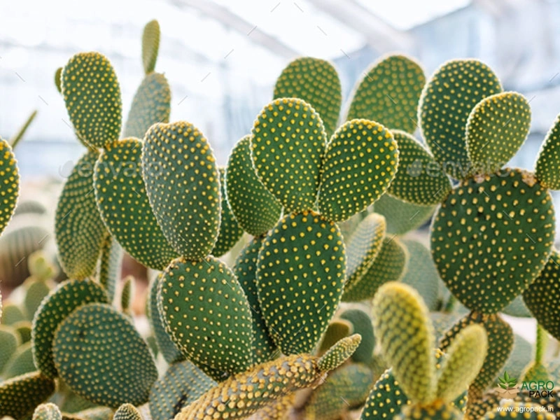 Bunny-Ears-Cactus5
