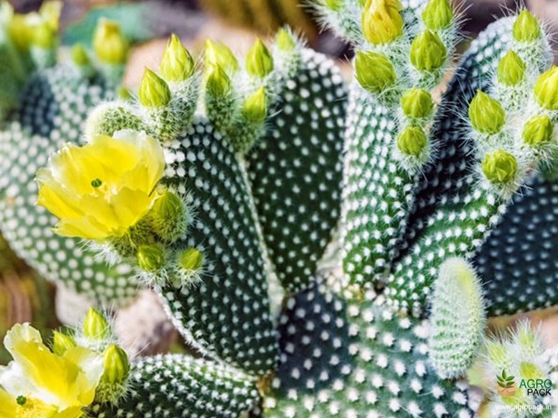 Bunny-Ears-Cactus6