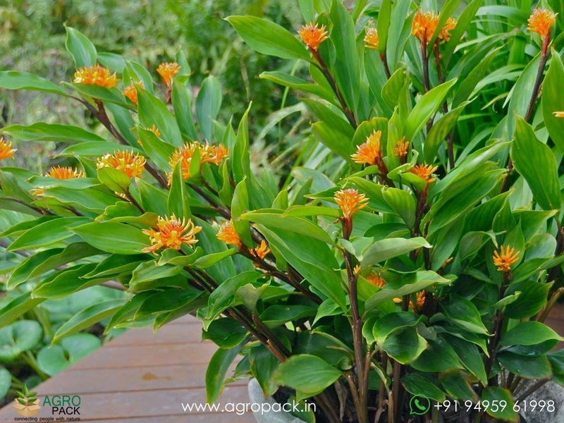Burbidgea-Golden-Brush1